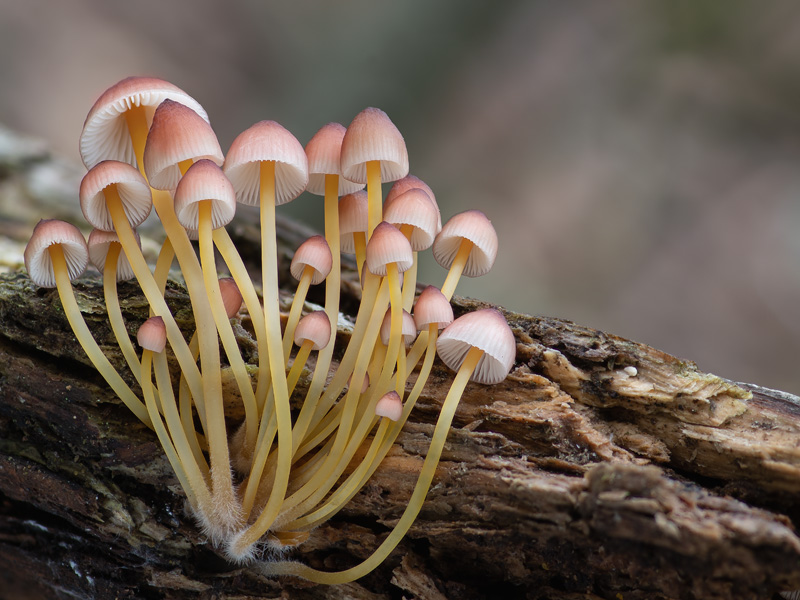 Mycena renati